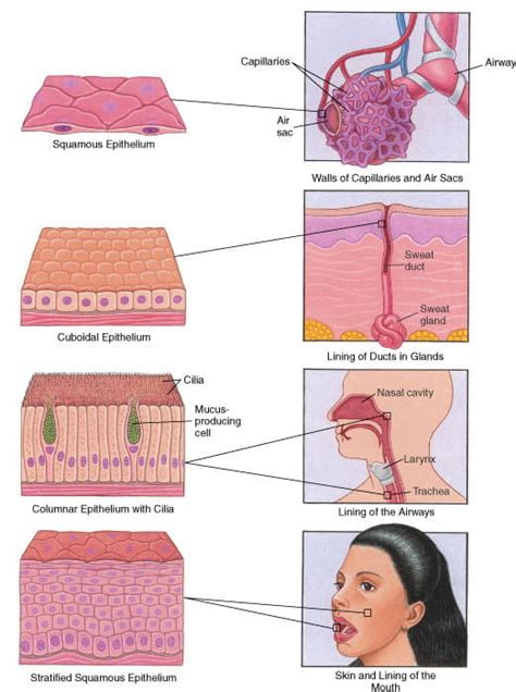 Epithelium Surfaces Of The Body Resources Msd Manual Consumer Version