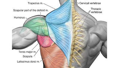 Major muscles on the back of the body. Basic Anatomy | Health Guide