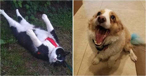 20 Animals Who Can Boost Your Mood And Make You Laugh Endlessly