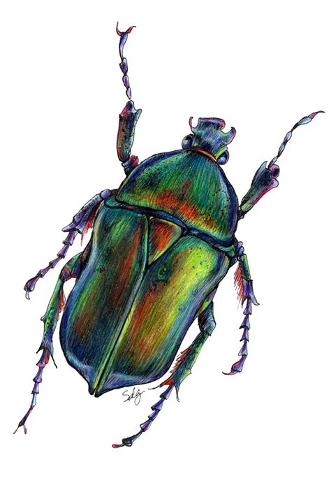 Beetle Illustration Beetle Art Beetle Drawing Color Pencil Art
