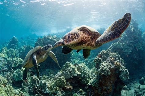 Two Sea Turtles Swimming In The Ocean With Rocks And Corals Around Them