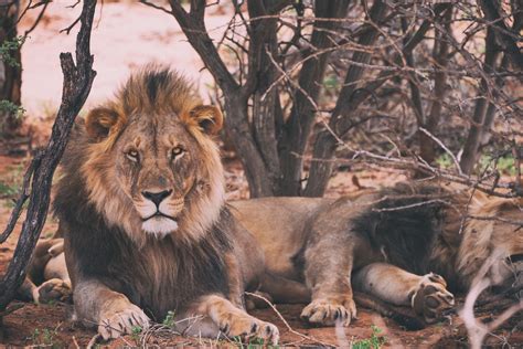 1280x800 Wallpaper Two Brown Lions Lying On Ground Portrait Peakpx