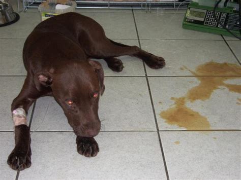 Vómitos En Perros Causas Tratamiento Tipos De Vómito Con Fotos