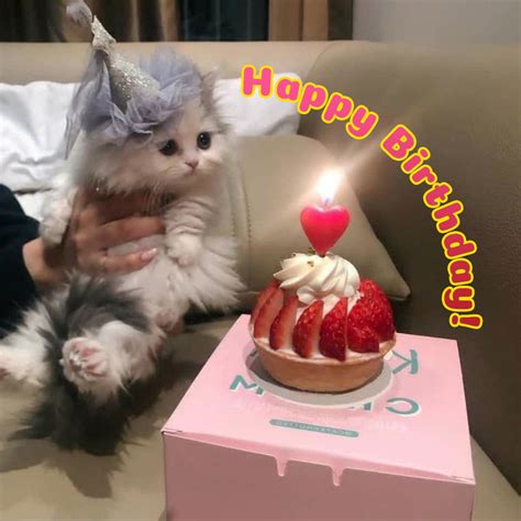 Free Funny 50th Years Happy Birthday Image With Fluffy Cat Images And