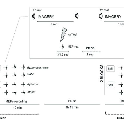 Schematic Depiction Of The Experimental Procedure Participants