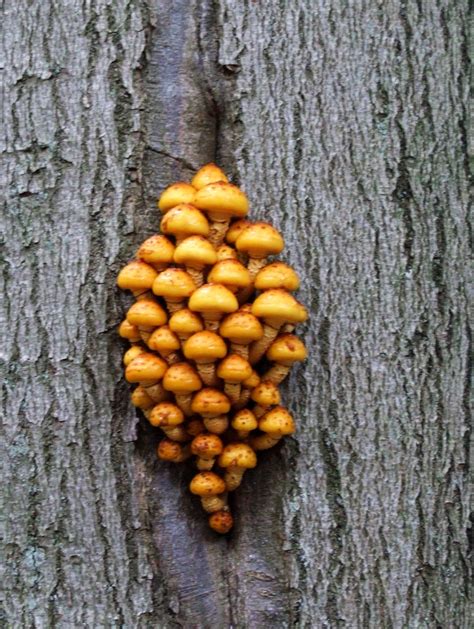 Honey Fungus Free Stock Photo Public Domain Pictures