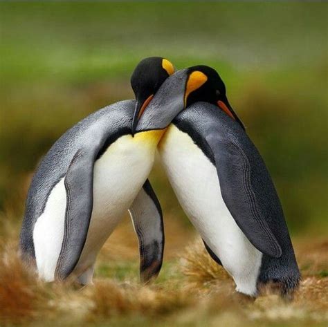 Take a look at me, a penguin you will see! Penguin love | Penguins, Green backgrounds, Wild nature