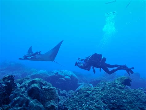 Nursery For Giant Manta Rays Discovered In Gulf Of Mexico Wpsu