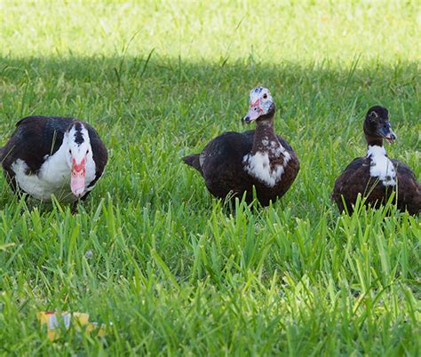 Black Muscovy Ducks Duck Goose And Chicken Hatchery Metzer Farms