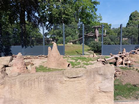 Meerkat Enclosure With Lions In Background Zoochat