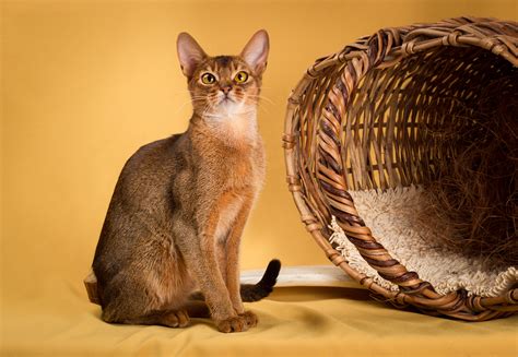 What Is The Personality Of An Abyssinian Cat