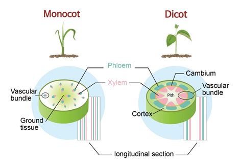 The main elements of the stem are merely the vascular figure %: Monocot vs Dicot plants - Rs' Science