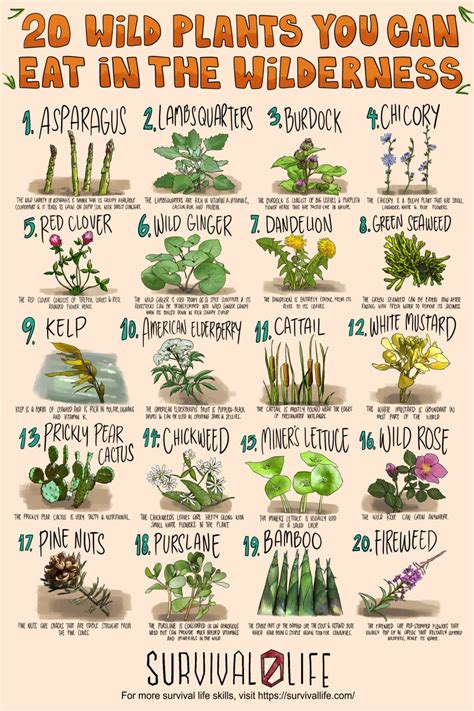 20 Edible Wild Plants You Can Forage For Survival Edible Wild Plants
