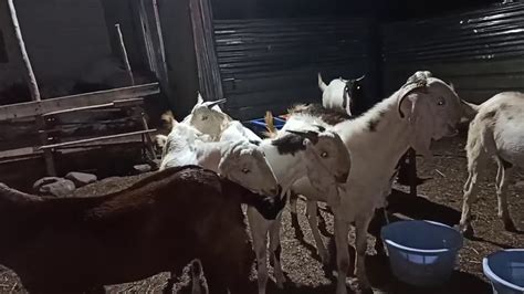 Bakrid, or the feast of sacrifice, is an islamic holiday that is celebrated in india and other areas of the world with large muslim populations. Bakrid 2020 - YouTube