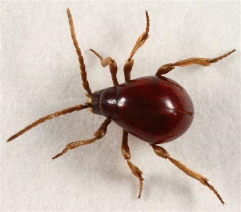 Smooth Spider Beetle Identification Life Cycle Facts Pictures