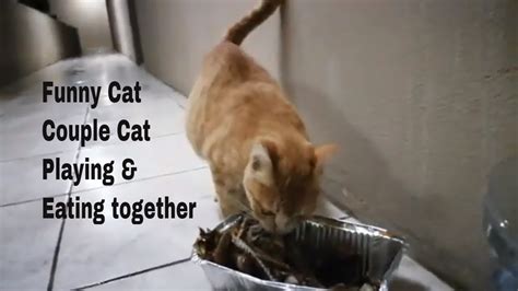 Funny Cats Couple Cat Playing Together Eating Fish Asim Tv