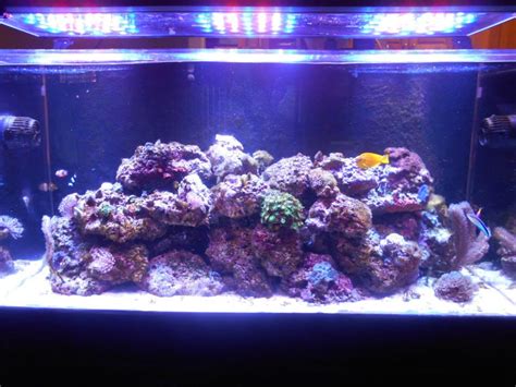 Check spelling or type a new query. 90 Gallon Build | REEF2REEF Saltwater and Reef Aquarium Forum