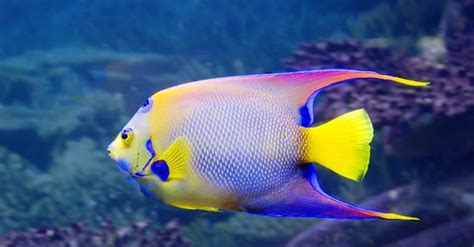 Angelfish Fish Facts A Z Animals