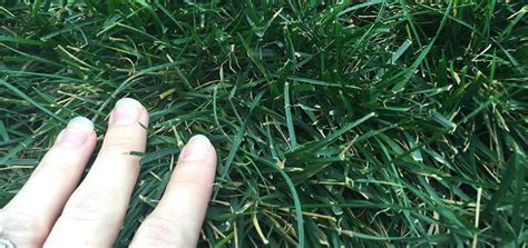Die Hard Turf Type Tall Fescue Lawn Seed Nixa Hardware And Seed Company