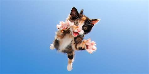 Kitten Falling With Style Rpics