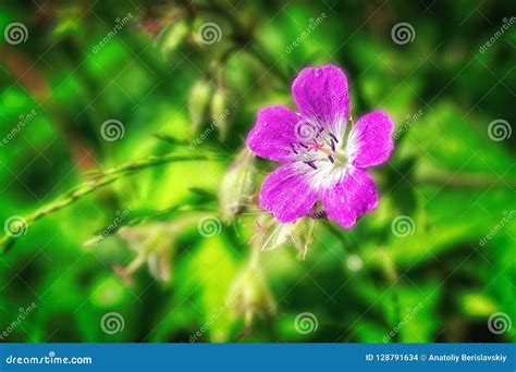 Bright Pink Summer Flowers Geranium Pratense On A Blurred Background