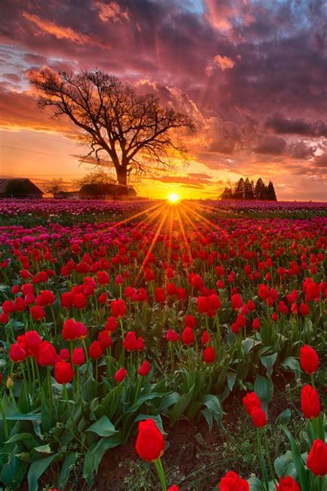 Sunset Flower Field Majestic Sunrise And Sunsets Around The Worl