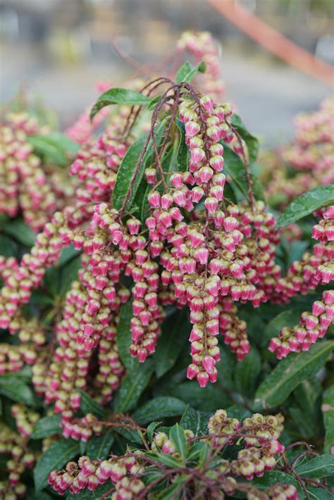 Interstella Lily Of The Valley Shrub Pieris Japonica Proven Winners