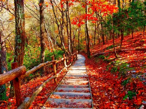 Beautiful Road And Forest In Fall Wallpaper Photos Cantik