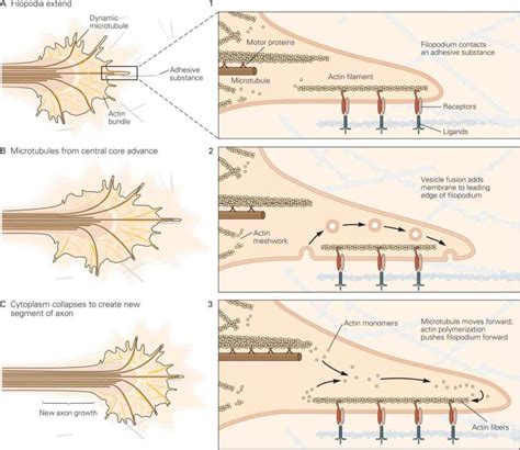 The Growth And Guidance Of Axons Neupsy Key