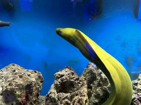 Eels So Hot Right Now Large Moray Eel At The Lfs Rreeftank