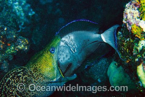 Moray Eel Eating Surgeonfish Photo Image