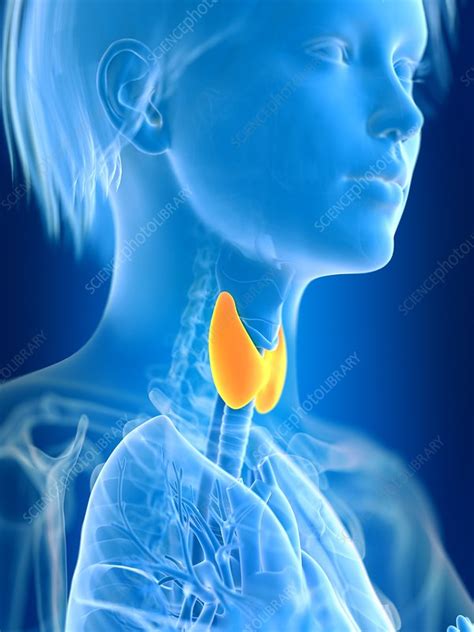 Illustration Of Female Thyroid Gland Stock Image F0233975