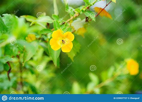 Yellow Ludwigia Octovalvis Flower Stock Image Image Of Gardening