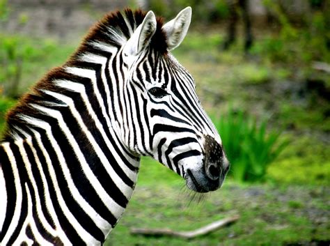 Zebra Free Stock Photo - Public Domain Pictures