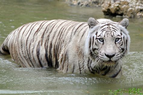 Zoo Miami Mourning Death Of Elderly Ailing White Tiger