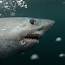 Porbeagle Shark Saved Off Maine Coast From Deadly Plastic