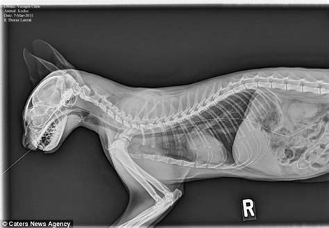 After we collected them up she nursed them but sadly most of them didn't survive. X-ray contest: World's wackiest animal X-Rays reveal the ...
