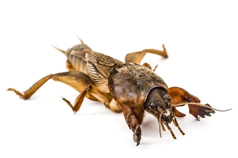 Mole Cricket Control In Lawns And Turf Ng Turf Premium Sod Supplier