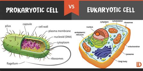 Prokaryotic Vs Eukaryotic Cell Difference And Comparison