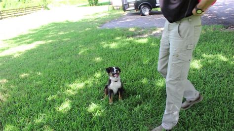 How To Teach A Dog To Catch A Frisbee Youtube