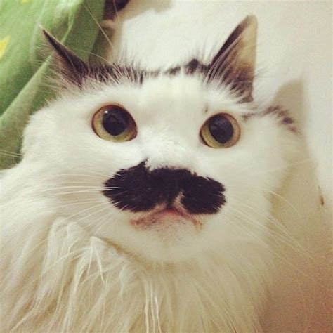 10 Cats With Mustaches In Honor Of Movember Catster