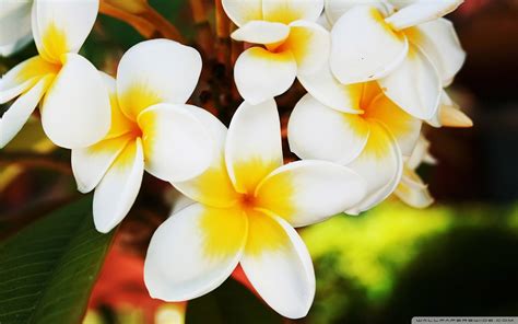 Aug 21, 2021 · the furniture catalogue is similar to the catalogue sold at pierre's general store, which gives access to wallpaper and flooring. Exotic Flowers Plumerias Ultra HD Desktop Background ...