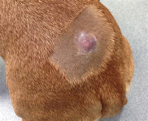 Canine Mast Cell Tumours Ndsr