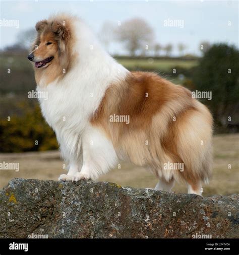 Rough Collie Lassie Dog Stock Photo Alamy