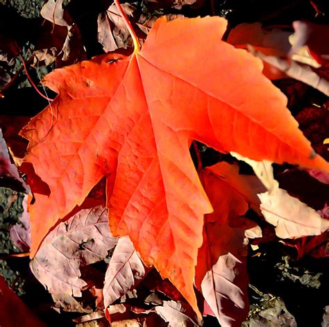 Natural Orange Autumn Beauty Beautiful Fall Autumn Leaves