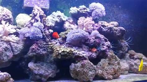 Reef Tank 180 Gallon Soft Coral Youtube