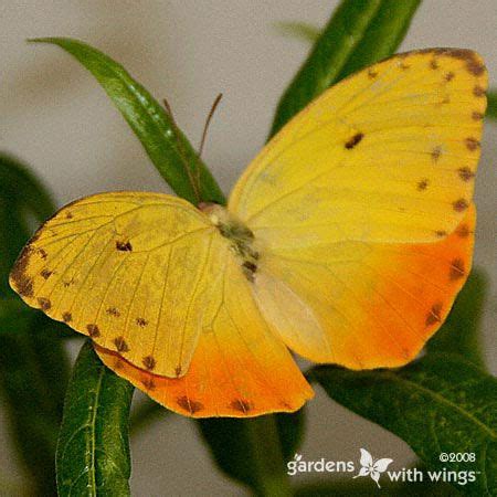 Identify Yellow Butterflies Guide And Photo Gallery
