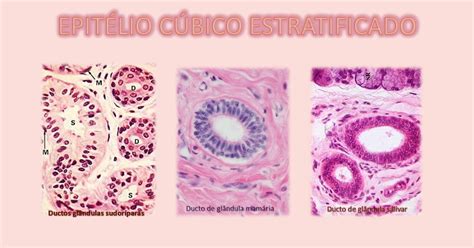 Histologia Embriologia Para Fisioterapia Epit Lio C Bico Estratificado