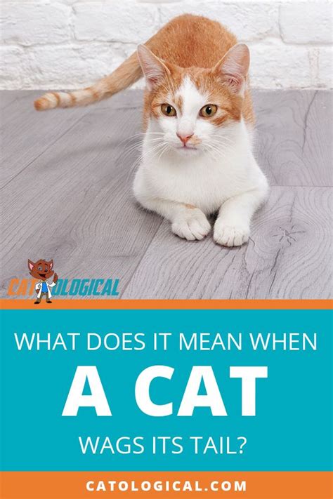 What Does It Mean When A Cat Wags Its Tail Find Out Here Artofit