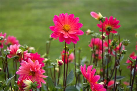 Free stock photo of flowers, nature, pink